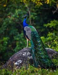 Naklejka premium Majestic peacock on a rock