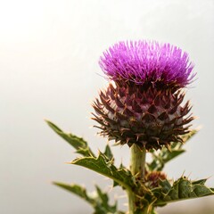 Close-up of a purple flower head
