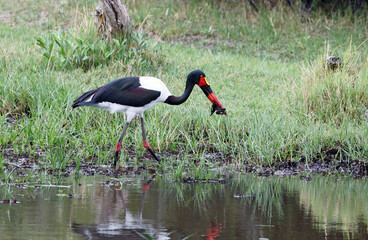 Saddle billed stork fishing in the Okavango delta