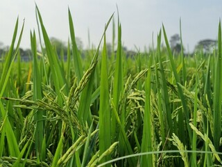 Obraz premium Vibrant Rice Field Under a Clear Blue Sky