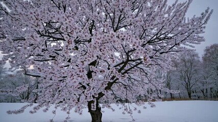 A serene winter scene with a snow-covered tree in full bloom, captured from a low angle, resembling a tranquil video still in soft, muted tones.