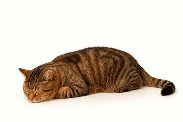 Fototapeta premium The cat sleeps on a white background. Space for text.