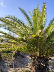 Fototapeta premium Green palm leaves summer beach.