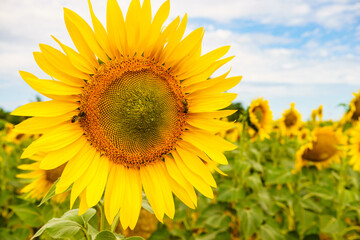 Blooming yellow sunflowers on field