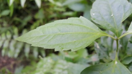Green leaves, flora and foliage. Perfect for documentaries about tropical rainforests and World Environment Day on June 5th.
 green leaf with drops of water
