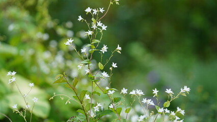 The beautiful vegetables flowers blooming in summer