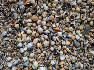 Beach Shells