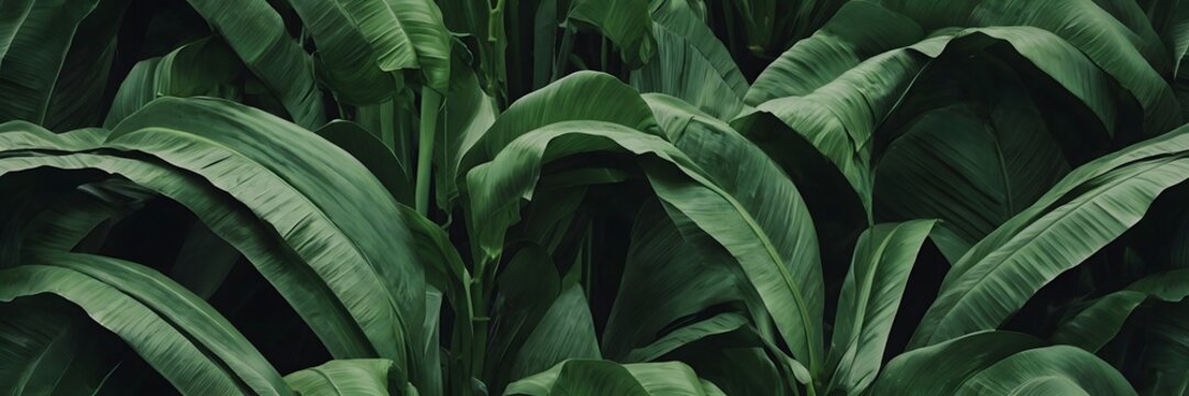 Lush Green Corn Plant Leaves Close Up in Natural Light for Botanical and Gardening Content