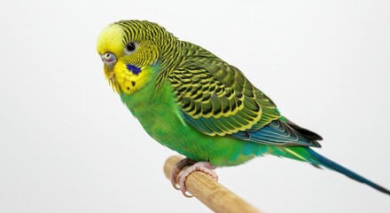 A small green and yellow budgerigar parrot perched on a wooden stick against a white background.