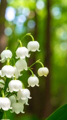 White Lily of the Valley Blooms in Lush Green Forest
