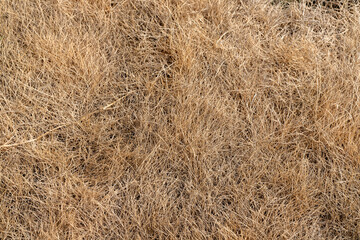 Burnt Brown Dead Grass Ground. Drought Climate Lawn Texture.