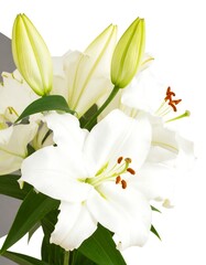 Obraz premium Close-up of white lilies (2)