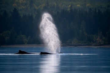 Whale spouting in a tranquil lake.