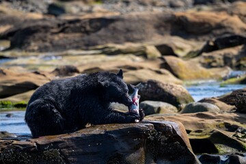 Black bear dining on a fish in the wild.