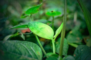 Close-Up of Fresh Green Leaf in Natural Forest Environment