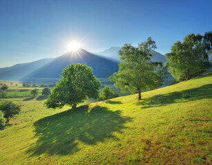 Tree and green grass hill in mountains during the sunrise.