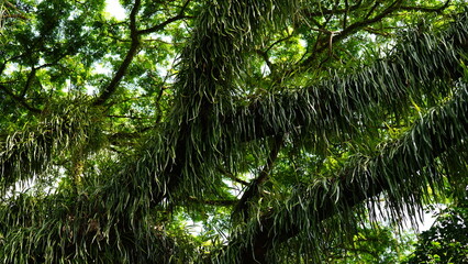 Mistletoe plants (epiphytes) grow abundantly on the trunks of their host trees.
