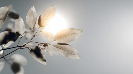 Elegant Minimalist Design Unifying Radiant Solar Motifs with Lush Natural Elements for a Mesmerizing Environmental Stock Photo