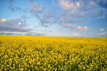 Meadow of rape during the sunset in mountain hills.