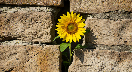 A bright yellow sunflower grows through a large crack in an old brick wall, symbolizing resilience.