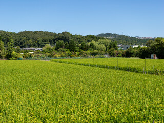 郊外に広がる田畑の風景