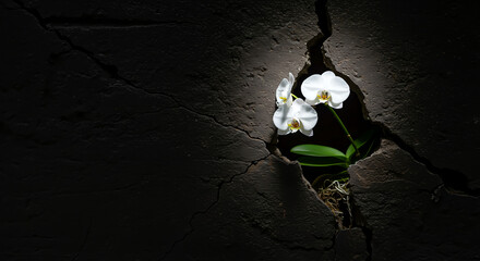 White orchids emerge from a crack in a dark, textured wall, illuminated by a light source.