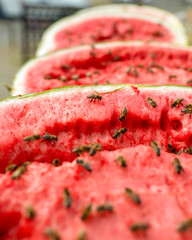 A captivating close-up of vibrant watermelon slices lined up in a row, showcasing the front slice...