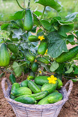 Harvesting cucumber