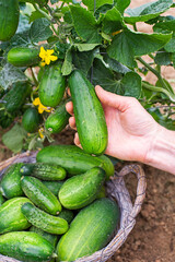 Cucumber harvest