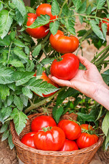 Harvest tomato