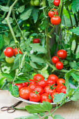 Cherry tomato
