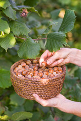 Hazelnut harvest