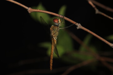 This image shows a dragonfly (Order: Odonata, Family: Libellulidae) with large eyes, a dark body, and hindwings larger than the forewings. The dragonfly is perching on a twig,