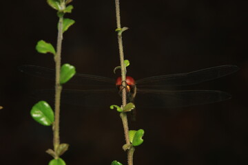 This image depicts an insect from the order Odonata, either a dragonfly or damselfly. It has a slender body, two pairs of transparent wings, and striking red compound eyes. The insect is resting