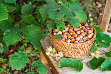 Hazelnut harvest