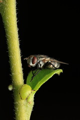 This image shows a fly resting on a plant stem. Belonging to the order Diptera, flies play...