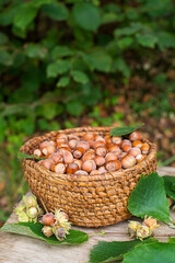 Hazelnut harvest
