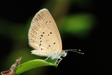 This image shows a Lesser Grass Blue butterfly (Zizina otis otis) resting on a leaf. Belonging to the Lycaenidae family, this small butterfly has light brown wings with black spots,