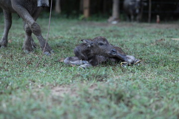 A small Thai buffalo calf that was just born