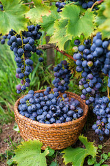 Black grapes harvest