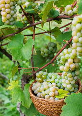 Harvest grapes