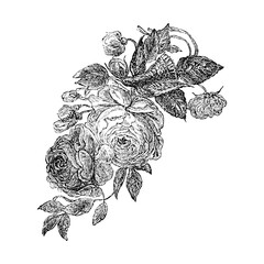 19th century fashion, 1900 fashion line drawing women fashion accessories