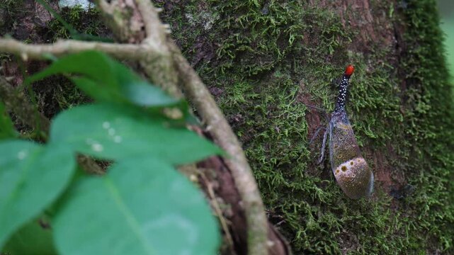 Lanternfly , Fulgorid planthopper on tree in the forest	