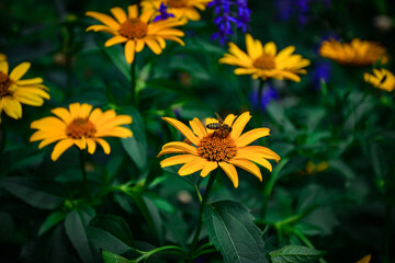 Heliopsis flowers with a pollinating bee. A yellow wildflower in full bloom against the lush foliage. Nature photography, educational materials about pollinators and plant life