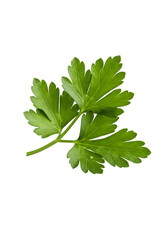 Obraz premium Fresh Parsley Leaf with Vibrant Green Color and Water Droplets – Culinary Herb, Mediterranean Ingredient, High-Resolution Food Photography, Transparent PNG Overlay