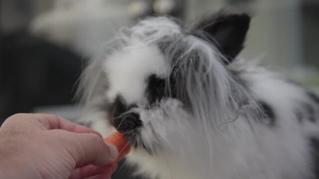 Close-up of a long-haired bunny nibbling a carrot slice, showing its soft fur and adorable features