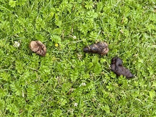 Natural Wildlife Droppings Found Amidst Lush Green Grass in a Beautiful Environment. This closeup shows animal droppings on lush green grass, highlighting the rich wildlife diversity in the area