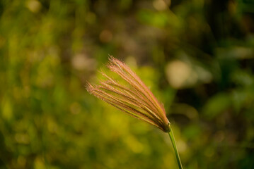 A solitary golden-brown foxtail grass at dusk, with a blurred green background.