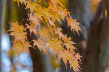 Golden maple leaves in vibrant autumn colors
