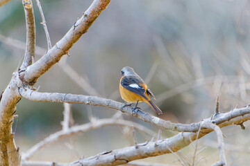Daurian Redstart perched on a tree branch in winter